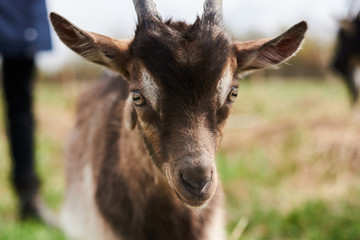 Small goat on the farm.