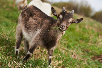 goat on the farm  