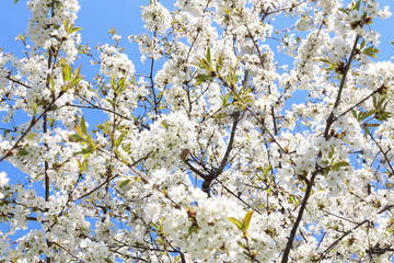 London. City. Kensington Gardens in spring. Apple tree in blossom. Kensington gardens one of the royal residences of british monarchs.