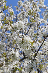London. City. Kensington Gardens in spring. Apple tree in blossom. Kensington gardens one of the royal residences of british monarchs.
