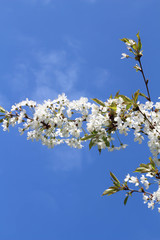 London. City. Kensington Gardens in spring. Apple tree in blossom. Kensington gardens one of the royal residences of british monarchs.