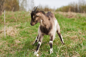 Small  goat on the farm.