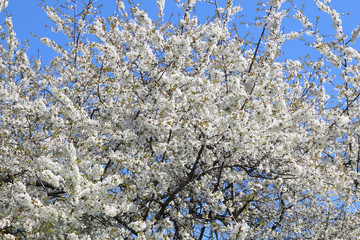 London. City. Kensington Gardens in spring. Apple tree in blossom. Kensington gardens one of the royal residences of british monarchs.