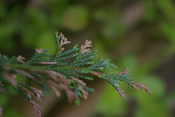 branch of a tree