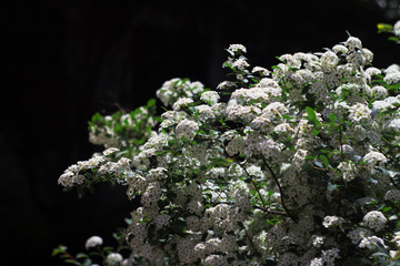 White flowers on a green bush