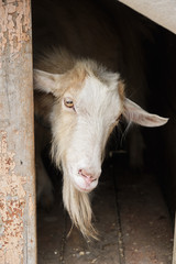 Cute white goat in the zoo closeup
