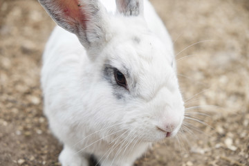 Little cute white rabbit on a farm