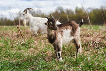 Obraz premium Small goat on the farm.