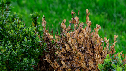 The twigs and leaves of boxwood turn yellow because of the sucking damage.