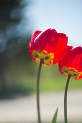 red and yellow tulips