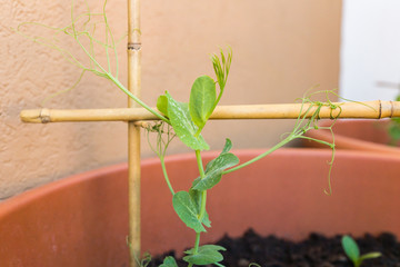 Healthy organic heirloom young pea plant shoot climbing a support stick in a pot on the balcony on a sunny spring day. Edible herbs and vegetables for urban gardening in Trento city, Italy, Europe