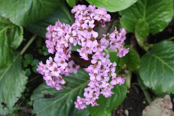 spring flowers in the city yard  