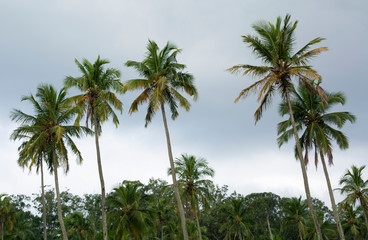 Fototapeta na wymiar Palm trees in front of cloudy skies at Ilhabela island, Brazil