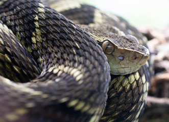 Poisonous snake closeup showing scales and head