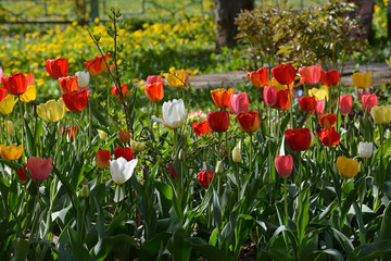 Fototapeta premium field of tulips