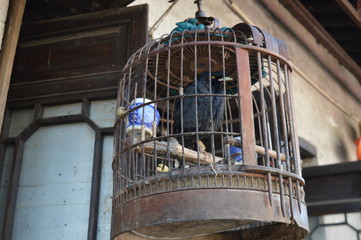 Black bird in cage
