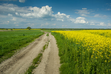 Fototapeta na wymiar Dirt road by a field of yellow rapeseed and clouds on the sky