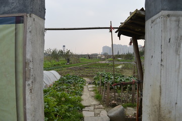 Garden beyond the Wall