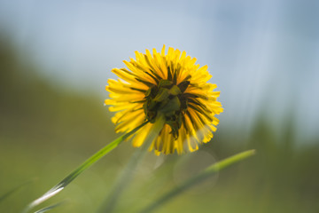 dandelion on green background