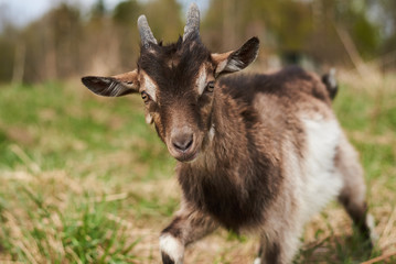Naklejka na ściany i meble goat on the farm.