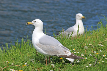 Seagulls on a river bank