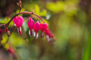 red flower