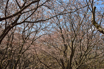 【神奈川】横須賀　走水水源地の桜
