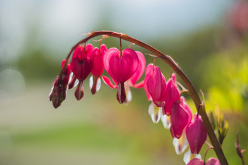 pink flower