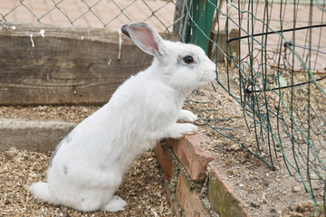 Little cute white rabbit on a farm