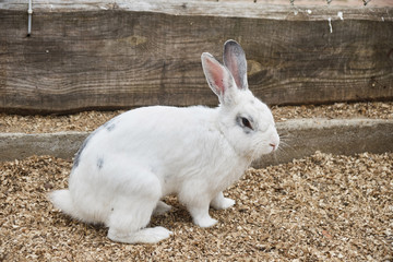 Little cute white rabbit on a farm