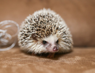 African hedgehog on a neutral background.