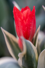 Fototapeta premium tulip in the dew in the garden
