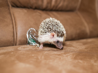 African hedgehog on a neutral background.
