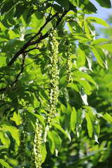 The beautiful and elegant green foliage and flowers of Pterocarya fraxinifolia also known as  Caucasian Wingnut.