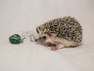 African hedgehog on a neutral background.