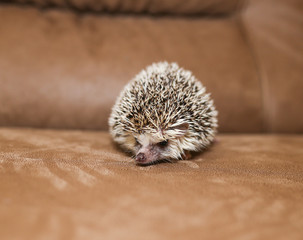 African hedgehog on a neutral background.
