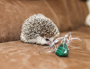 African hedgehog on a neutral background.