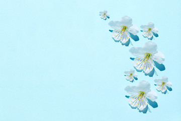 Sakura blossom on blue pastel background, spring flowers. Soft light color.  Place for your design. 