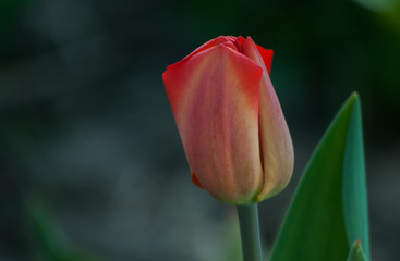 The Tulip is a spring flower. For days blurred von. Warm colour. Gently red and juicy green of nature.
