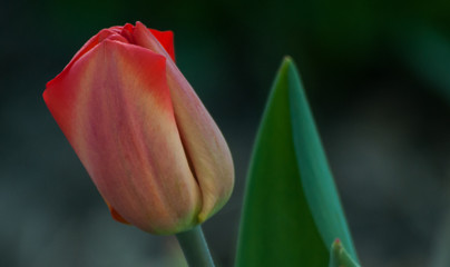 Naklejka premium The Tulip is a spring flower. For days blurred von. Warm colour. Gently red and juicy green of nature.
