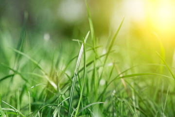 Fresh grass with close up stem and field flowers
