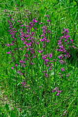 Purple campanula blossom  wildflower on background springtime meadow with  different grass , Plana mountain, Bulgaria  