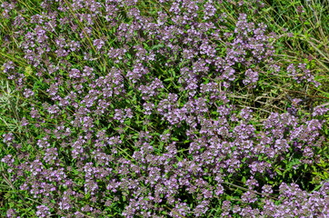 Obraz premium Garden thyme, Thymus serpillorum, Breckland thyme, wild thyme or creeping thyme blossoming in the field of herbs, Plana mountain, Bulgaria 