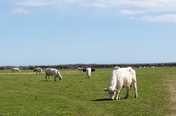 Obraz premium Grazing white cattle in a green plain landscape