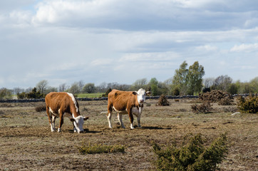 Grazing cattle in a dry grassland