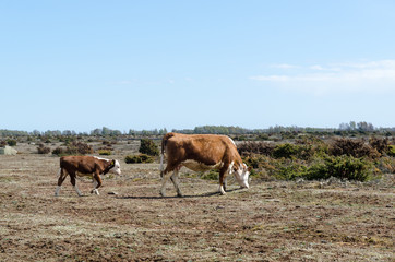 Grazing cow and calf at a dry great plain grassland