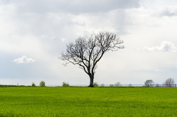 Fototapeta na wymiar Lone leafless big tree in a green corn field