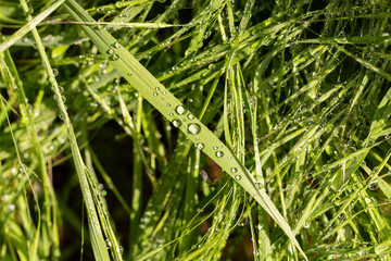 Hay after rain. A lot of water droplets on the grass. The impact of natural phenomena on the flora.
