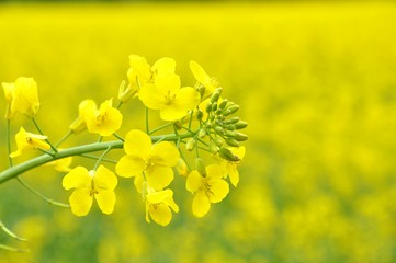 Obraz premium rapeseed field
