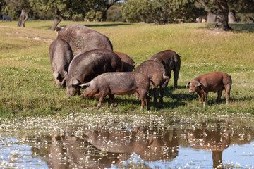 Iberian pigs grazing in the countryside